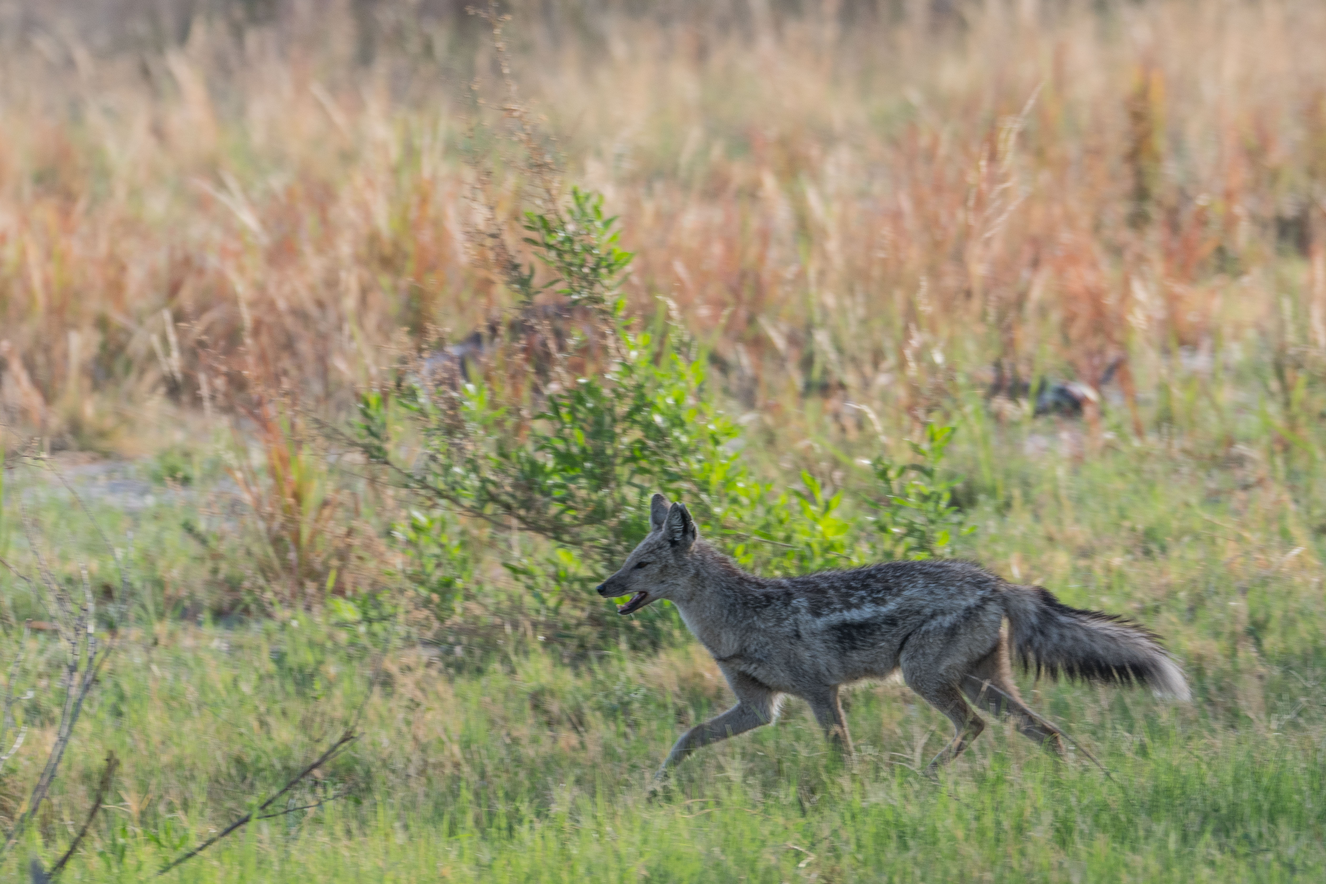 Chacal à flancs rayés (side-striped jackal, Lupulella adusta), adulte arpentant la brousse  en alarmant à propos de la présence d'un prédateur, Shinde concession, Delta de l'Okavango, Botswana.